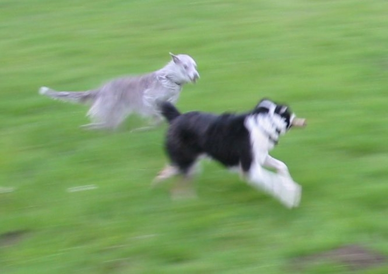 Thumbnail of Warning To Dog Owners - Alabama Rot